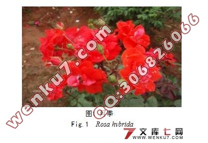 ¼֯(ROSE TISSUE CULTURE)