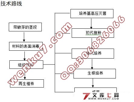 ¼֯(ROSE TISSUE CULTURE)