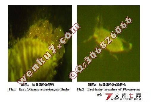 影响扶桑绵粉蚧雄虫产生的主要因子