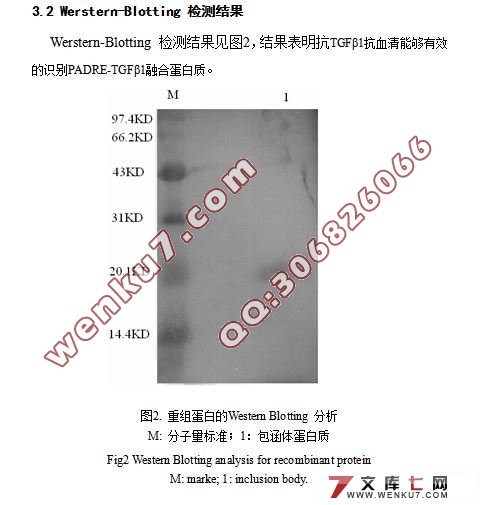 ͨøTϸλPADRE- תβ1TGFβ1ںϵ׵ԭ˱ＰWestern-blotting